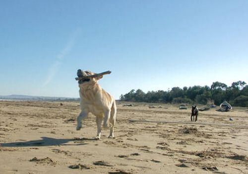 Cani-in-spiaggia