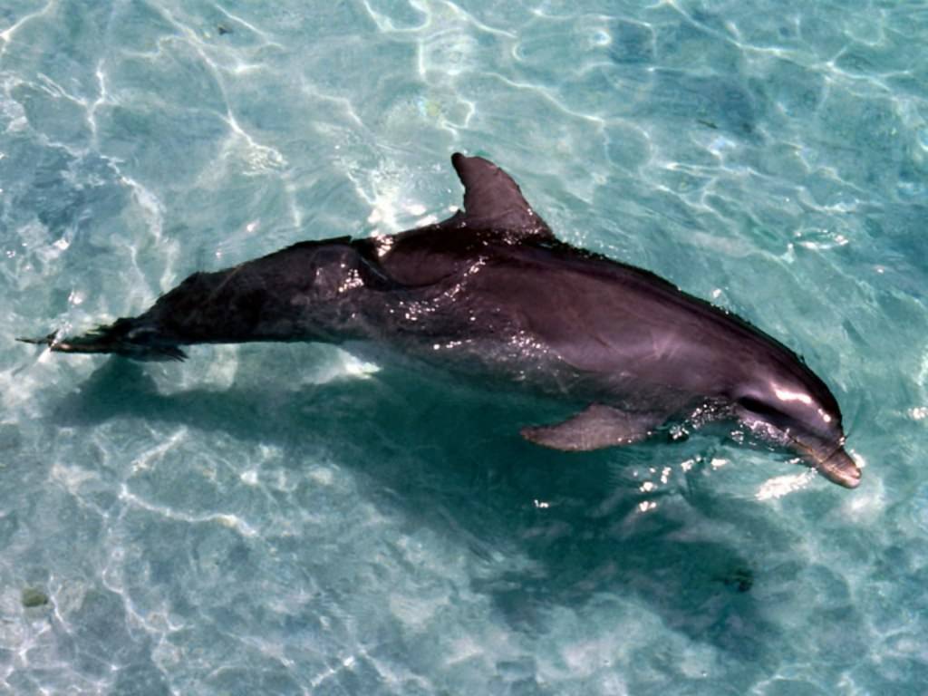 delfini 005