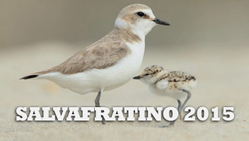 Salvafratino 2015
