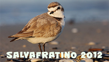 salvafratino2012