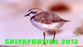 salvafratino2013